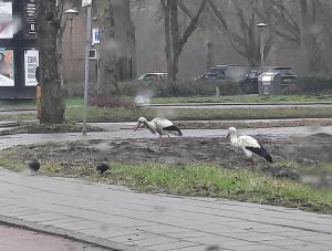 Jacquelien 06 In de lente roert Maart zijn staart